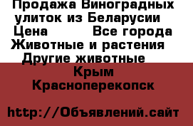 Продажа Виноградных улиток из Беларусии › Цена ­ 250 - Все города Животные и растения » Другие животные   . Крым,Красноперекопск